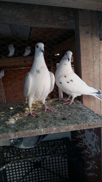  - 111111 VOIAJORI CUCI 2016