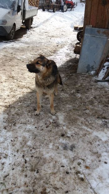 IMG-20170217-WA0026 - Tzuky si Cookie