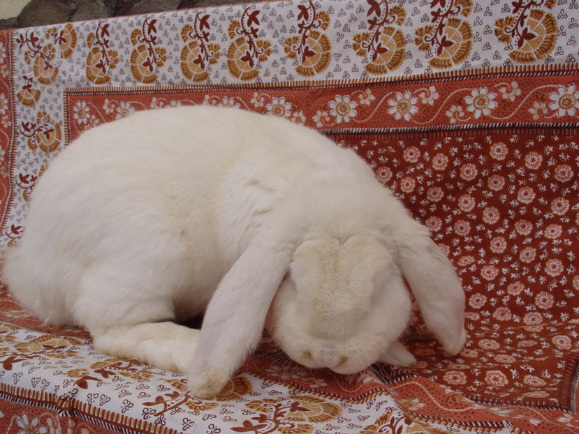  - Mascul Berbec German 1