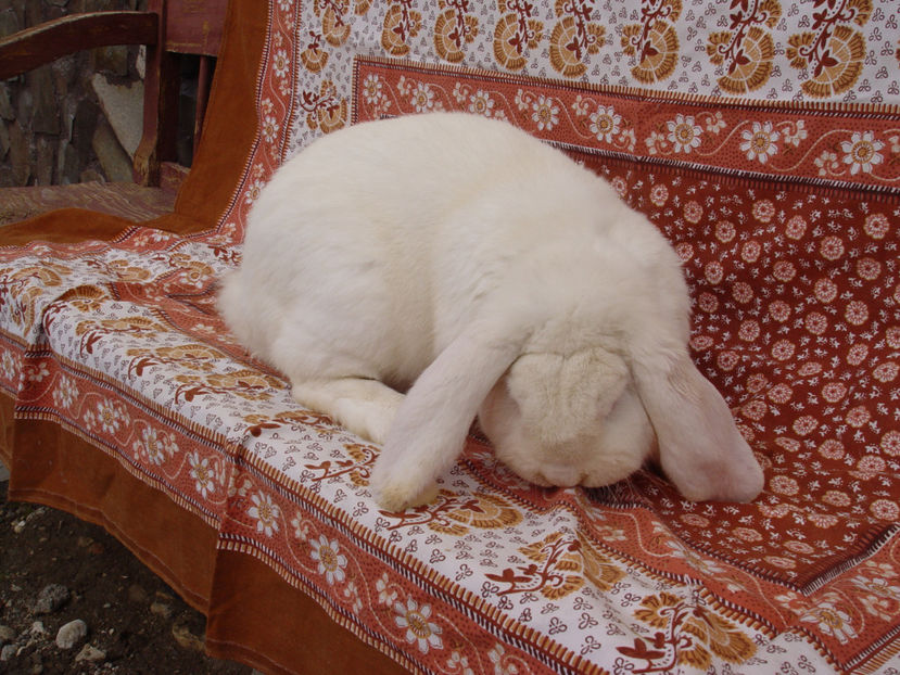  - Mascul Berbec German 1