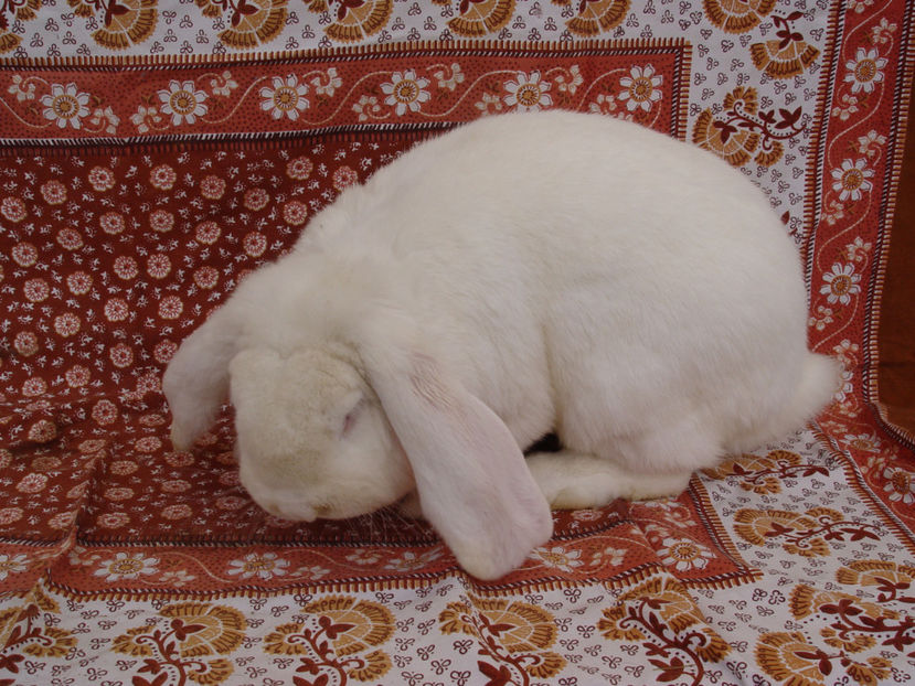  - Mascul Berbec German 1