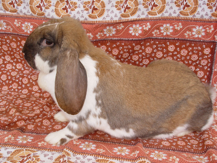  - Femela Berbec German 1