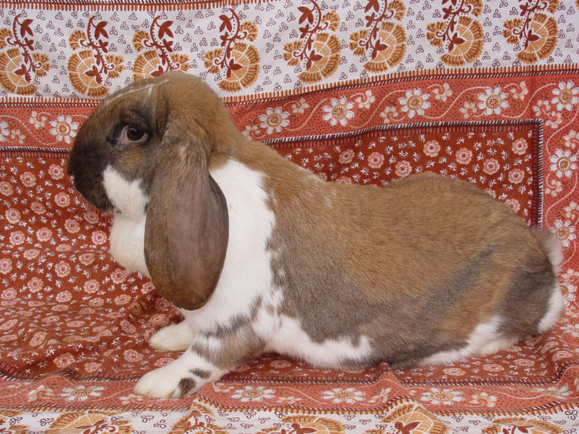  - Femela Berbec German 1