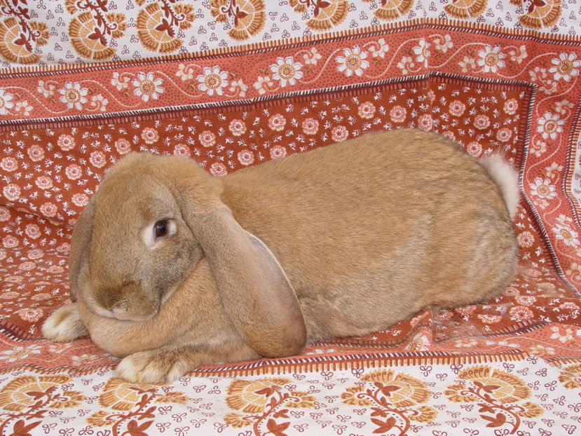  - Femela Berbec German 2