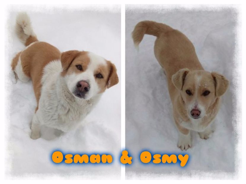  - AAAAAAAAA__DIVA_OSMI URMASUL LUI OSMAN IN MEMORIAM