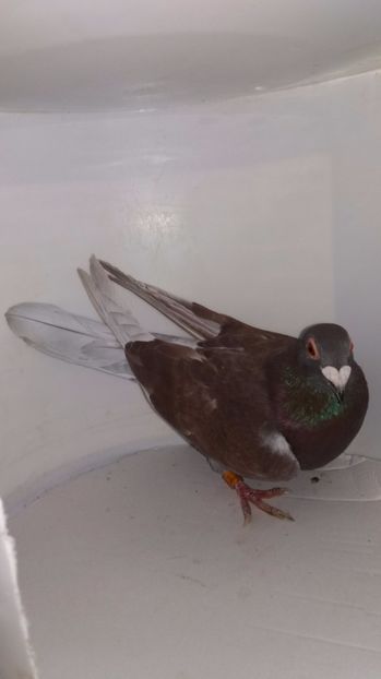 M 2014 vandut - De! voiajori vanduti