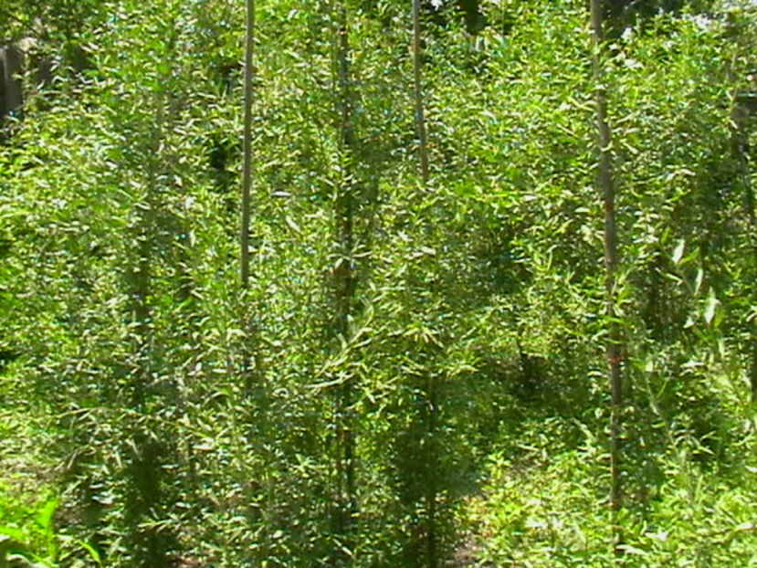 IMGA0471 - Goji Soiul - Ningxia