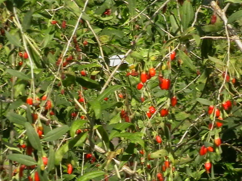 IMGA0550 - Goji Soiul - Ningxia