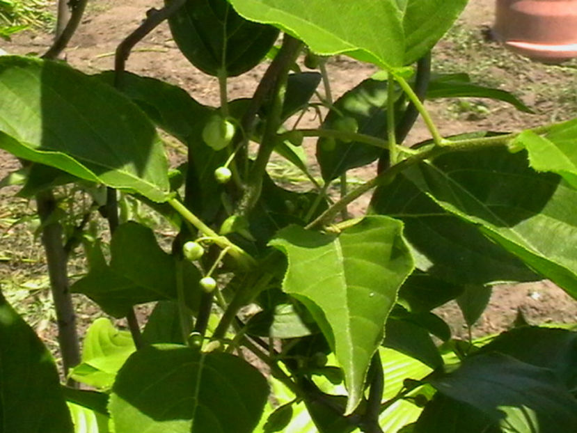 Kiwi la inceput de inflorire - Kiwi Issai