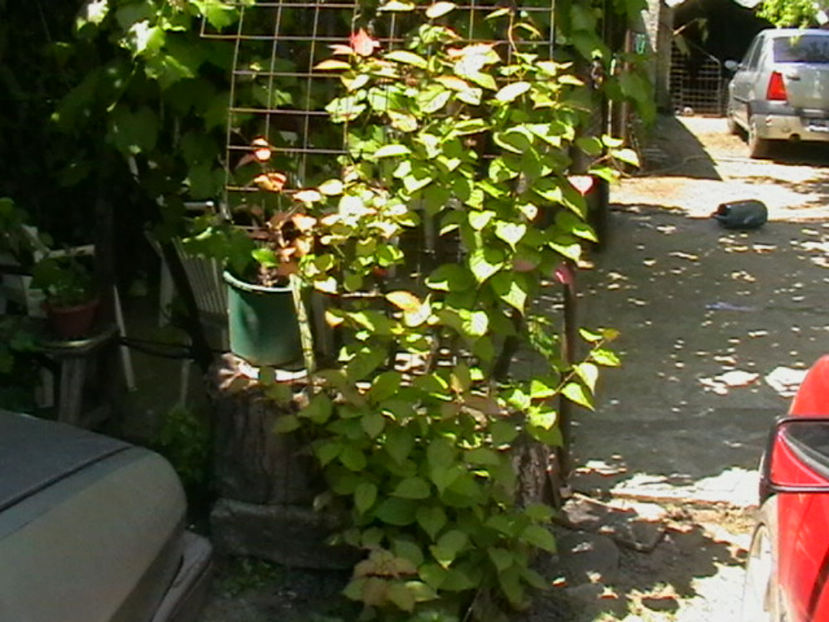 Kiwi Kalomikta - Kiwi Soiul - Kalomikta