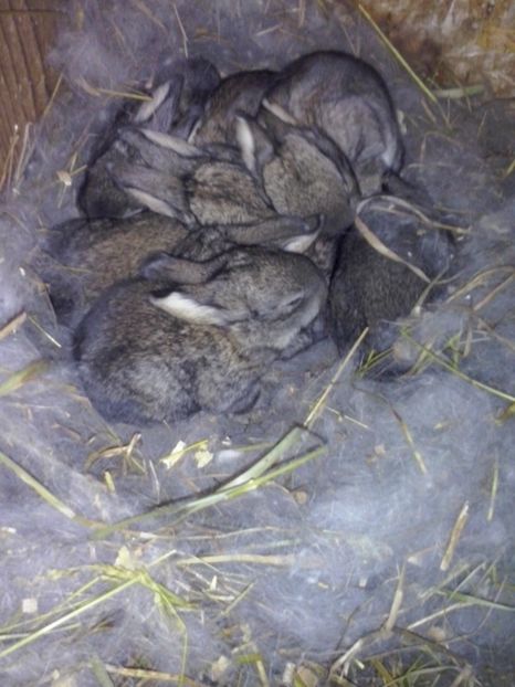 14 zile - 1 Cuib 24 01 2017