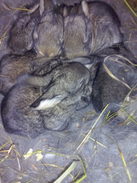 7 puisori la 14 zile - 1 Cuib 24 01 2017