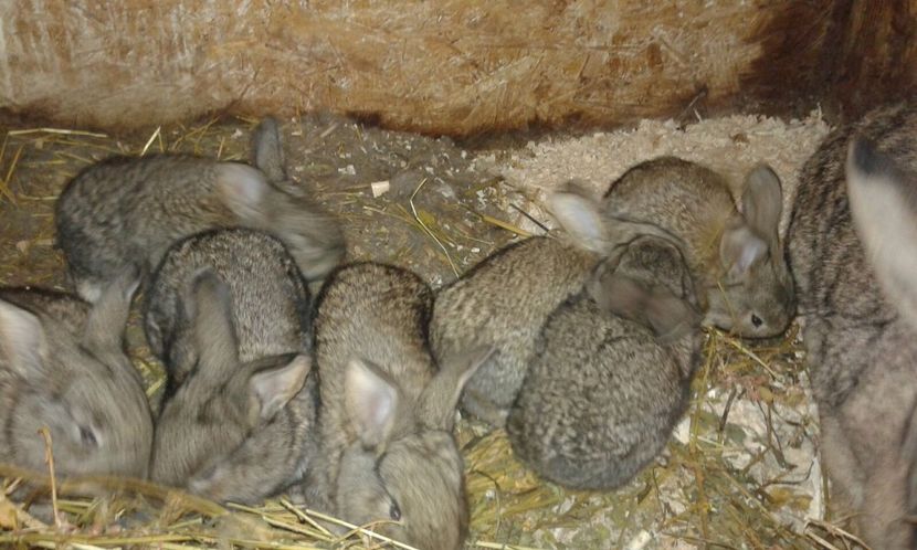 La 3 saptamani - 1 Cuib 24 01 2017