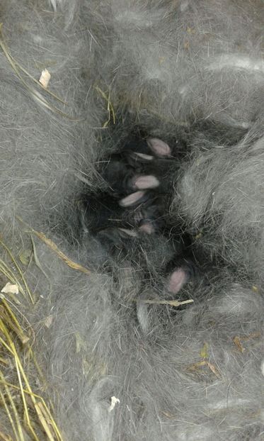 IMG-20170217-WA0006 - 2 Cuib 15 02 2017