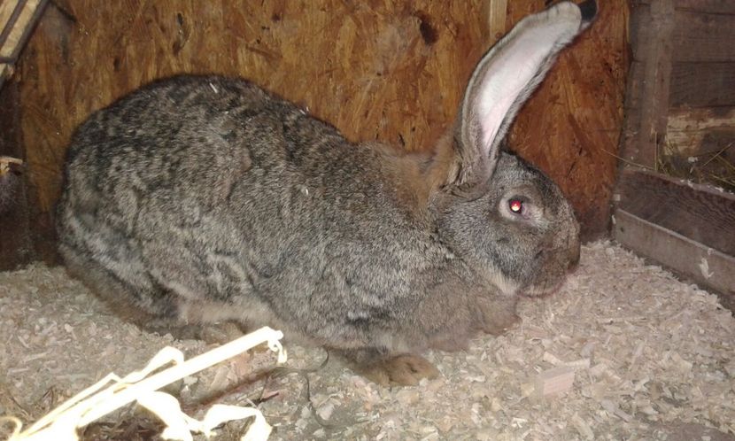 Mama. Achizitie expo Suceava 15 01 2017 - 2 Cuib 15 02 2017