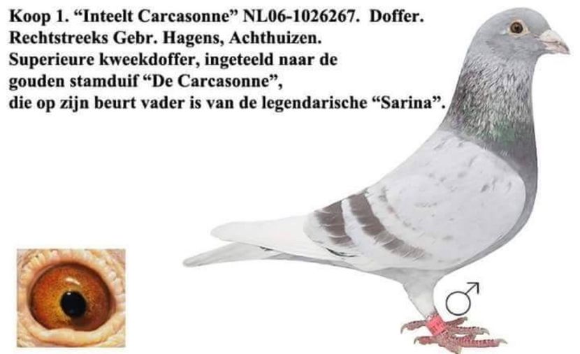 Hagens Mascul - matca