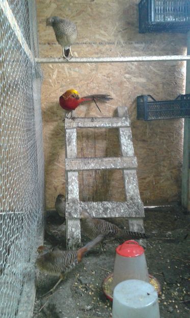  - Fazani auriu pe rosu