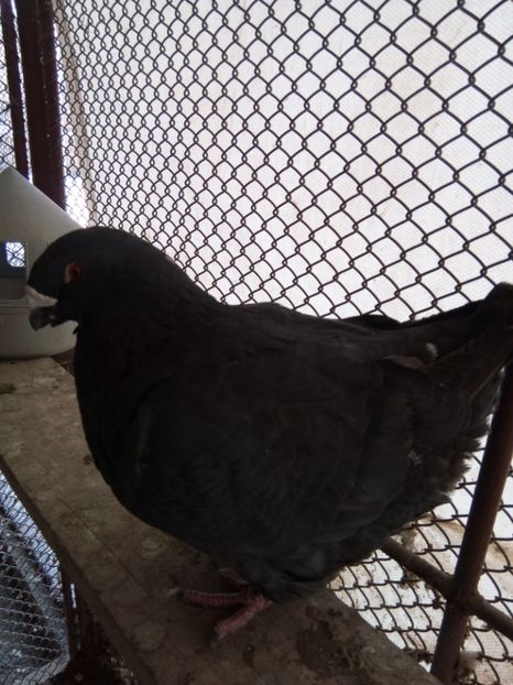 M 2015 - Americani Giant Homer de Vanzare 2017