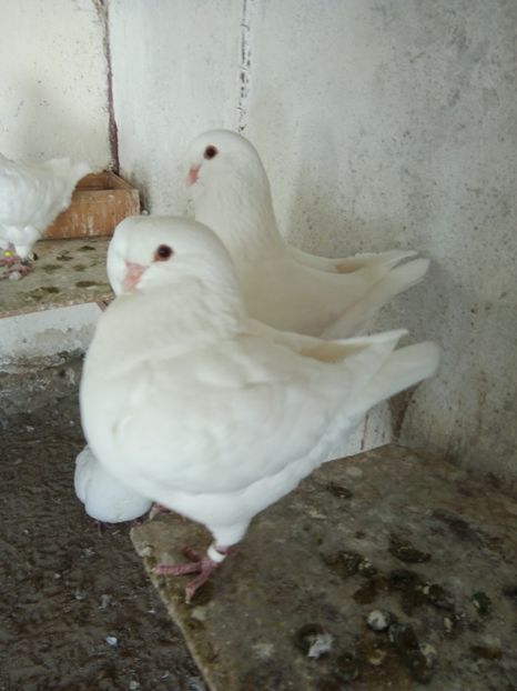  - KING ALB DE VANZARE 2017