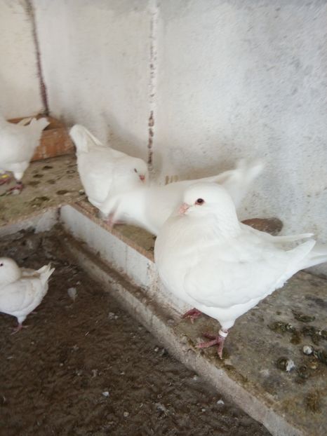  - KING ALB DE VANZARE 2017