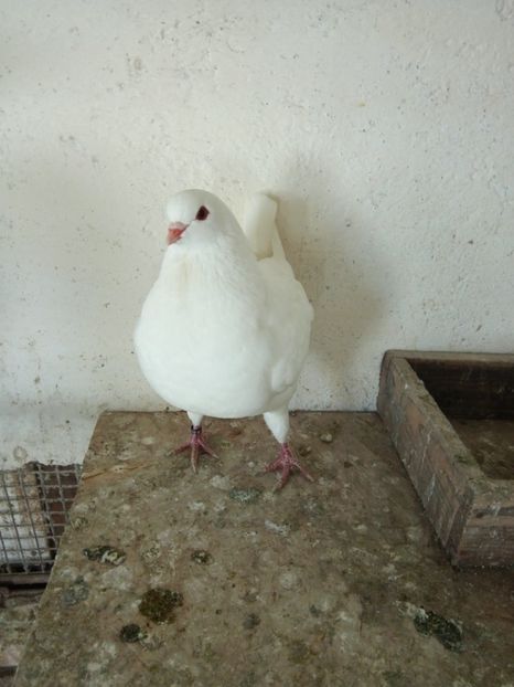  - KING ALB DE VANZARE 2017