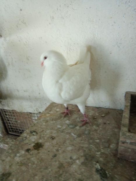  - KING ALB DE VANZARE 2017