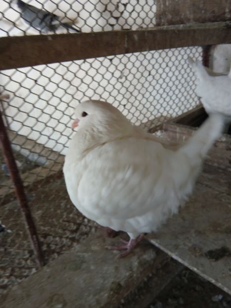  - KING ALB DE VANZARE 2017