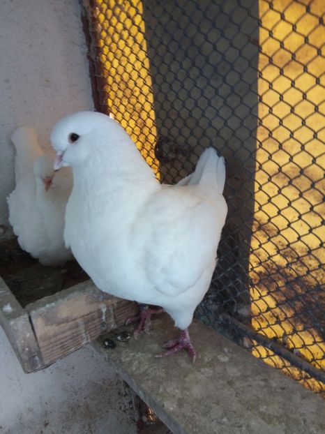  - KING ALB DE VANZARE 2017