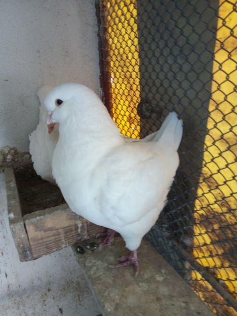  - KING ALB DE VANZARE 2017