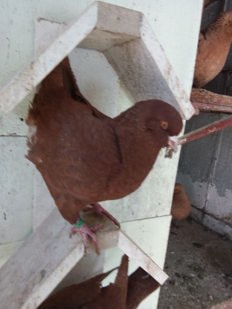  - KING ROSU SI GALBEN DE VANZARE 2017