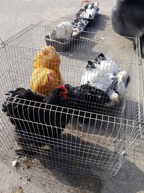  - Expozitie Breaza 17-19 februarie 2017