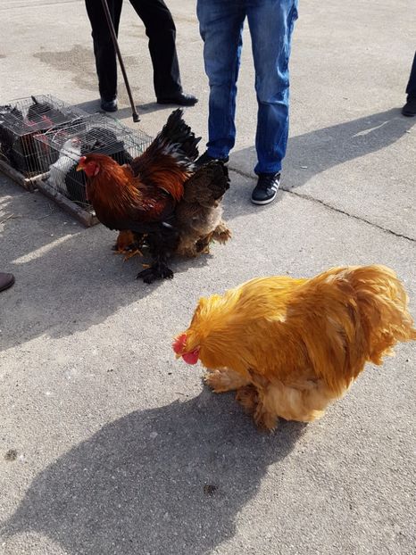  - Expozitie Breaza 17-19 februarie 2017