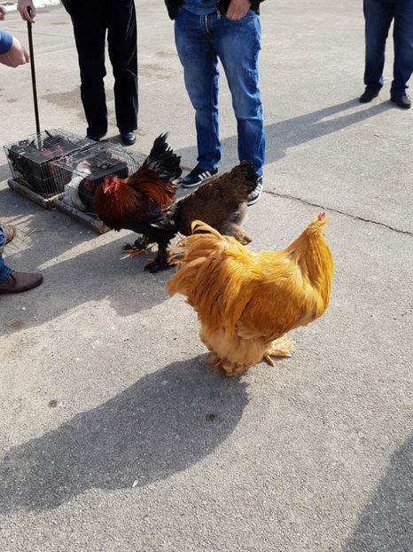  - Expozitie Breaza 17-19 februarie 2017