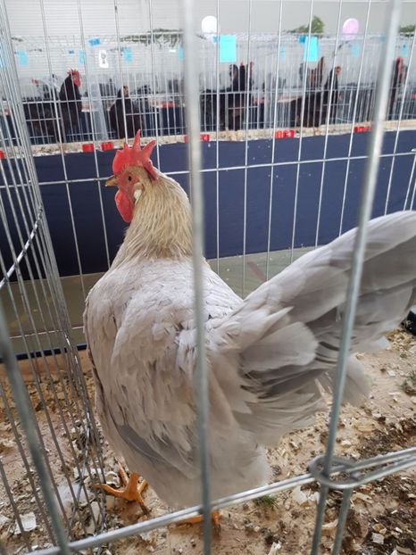  - Expozitie Breaza 17-19 februarie 2017