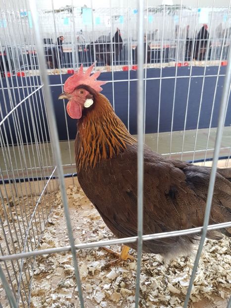  - Expozitie Breaza 17-19 februarie 2017