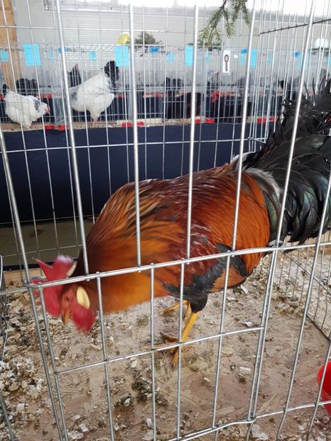  - Expozitie Breaza 17-19 februarie 2017