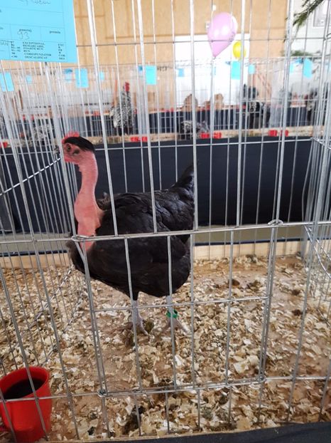  - Expozitie Breaza 17-19 februarie 2017