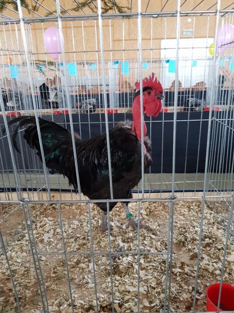  - Expozitie Breaza 17-19 februarie 2017