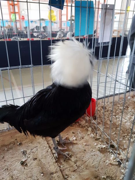  - Expozitie Breaza 17-19 februarie 2017