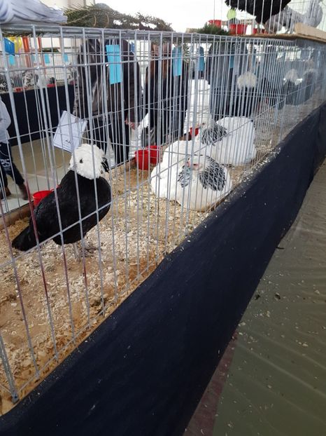  - Expozitie Breaza 17-19 februarie 2017