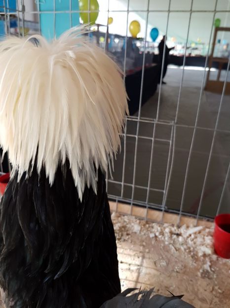  - Expozitie Breaza 17-19 februarie 2017