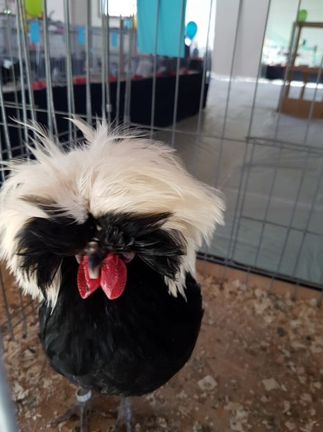  - Expozitie Breaza 17-19 februarie 2017