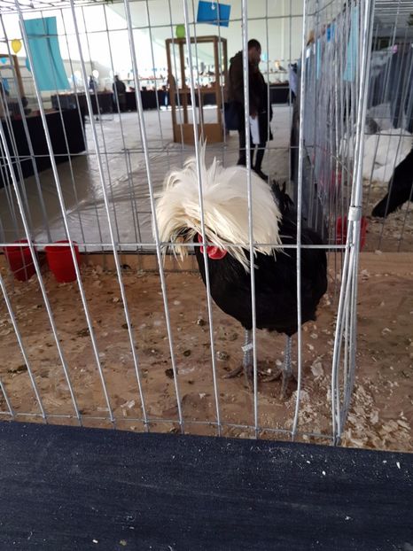  - Expozitie Breaza 17-19 februarie 2017