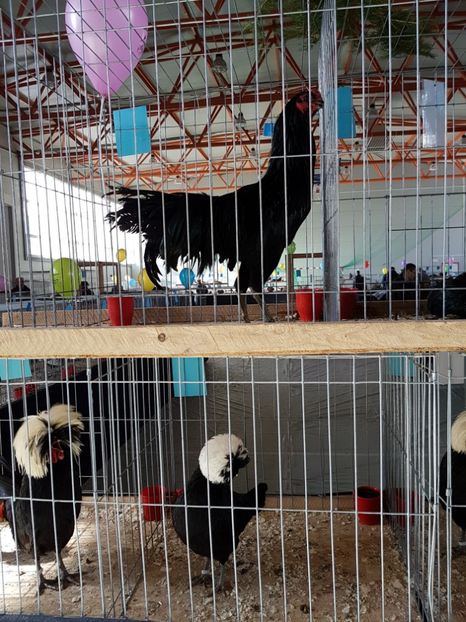  - Expozitie Breaza 17-19 februarie 2017