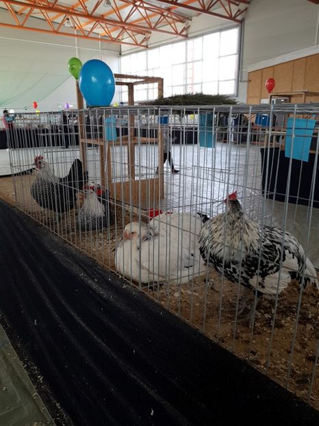  - Expozitie Breaza 17-19 februarie 2017