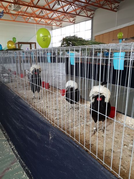  - Expozitie Breaza 17-19 februarie 2017