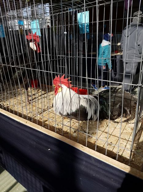  - Expozitie Breaza 17-19 februarie 2017