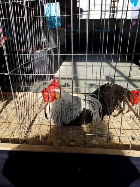  - Expozitie Breaza 17-19 februarie 2017