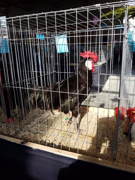  - Expozitie Breaza 17-19 februarie 2017