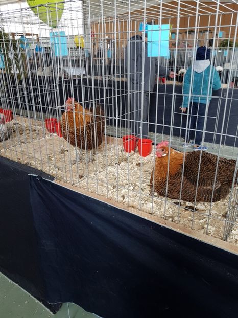  - Expozitie Breaza 17-19 februarie 2017